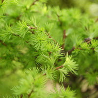 Larix kaempferi, 40-60 cm (Barrot) – bild 2