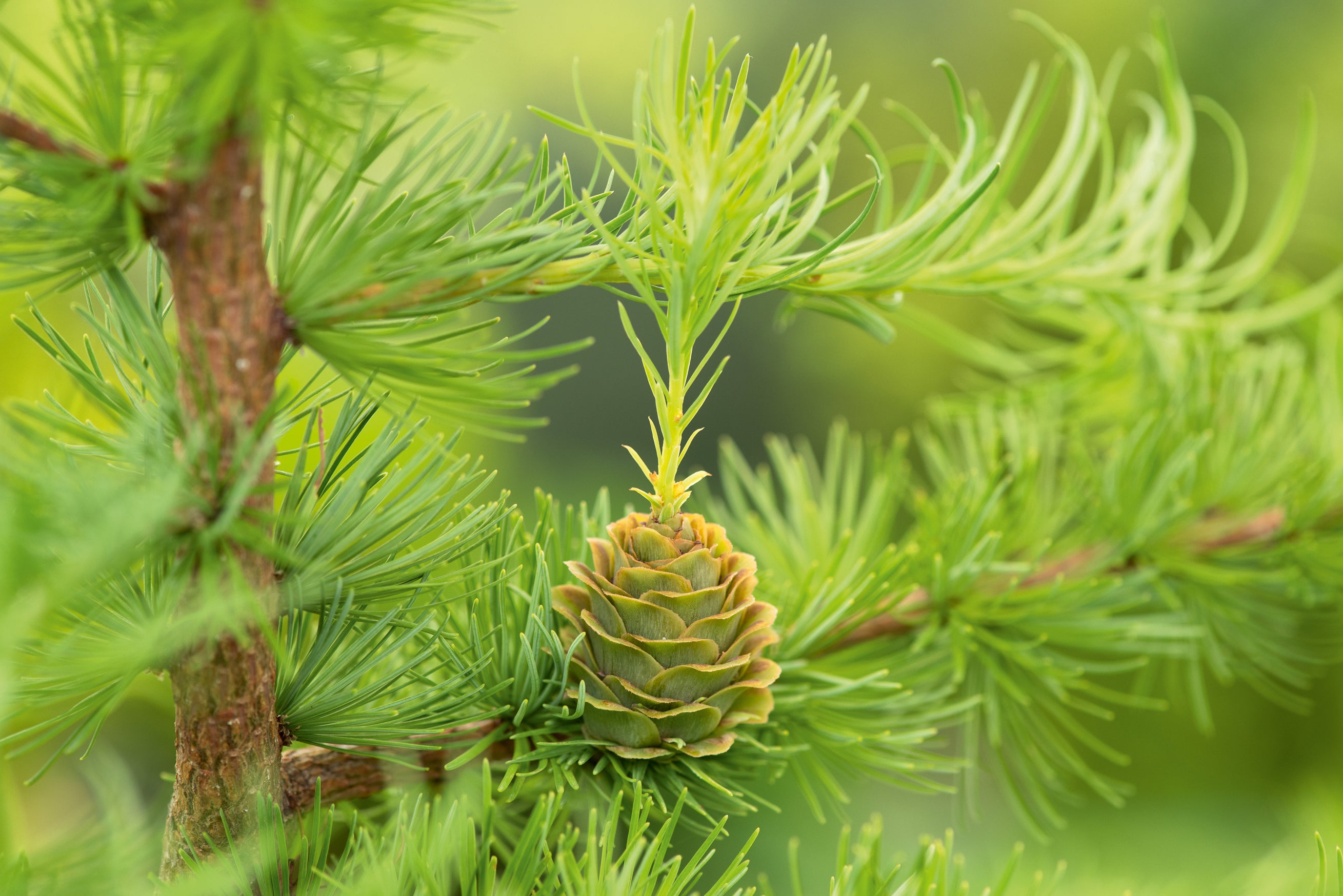 Larix kaempferi, 40-60 cm (Barrot) – bild 1
