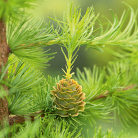 Larix kaempferi, 40-60 cm (Barrot) – bild 3