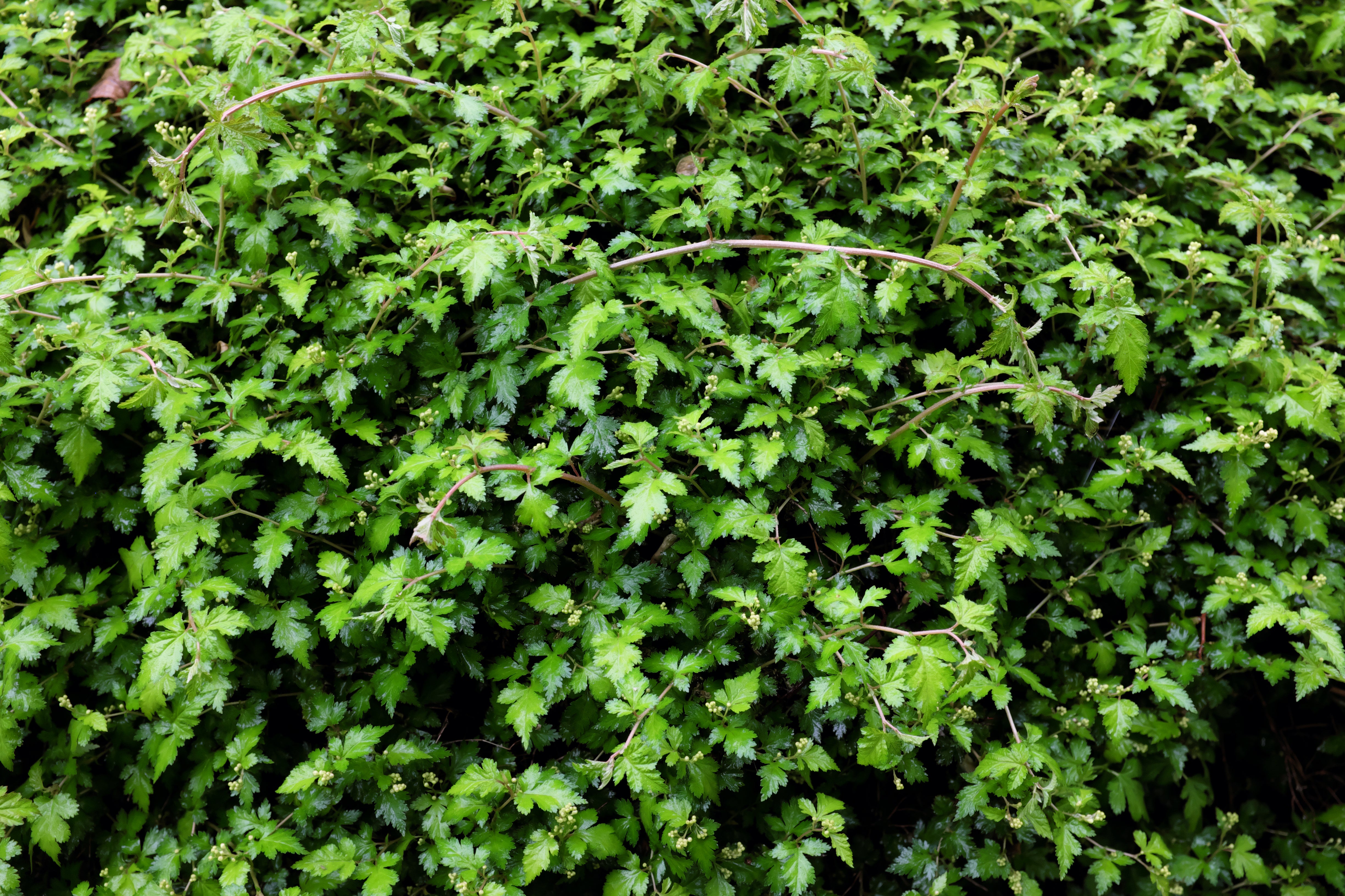 Stephanandra incisa 'Crispa', 20-40 cm (Barrot) – bild 1