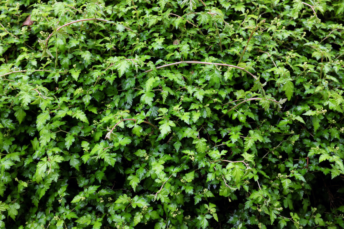 Stephanandra incisa 'Crispa', 20-40 cm (Barrot) – bild 1