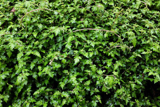 Stephanandra incisa 'Crispa', 20-40 cm (Barrot) – bild 1