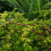 Stephanandra incisa 'Crispa', 20-40 cm (Barrot) – bild 2
