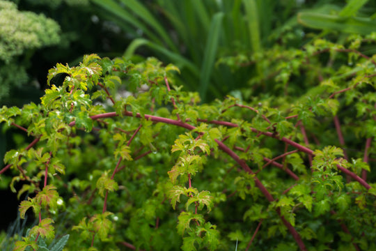Stephanandra incisa 'Crispa', 20-40 cm (Barrot) – bild 2