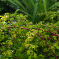 Stephanandra incisa 'Crispa', 20-40 cm (Barrot) – bild 2