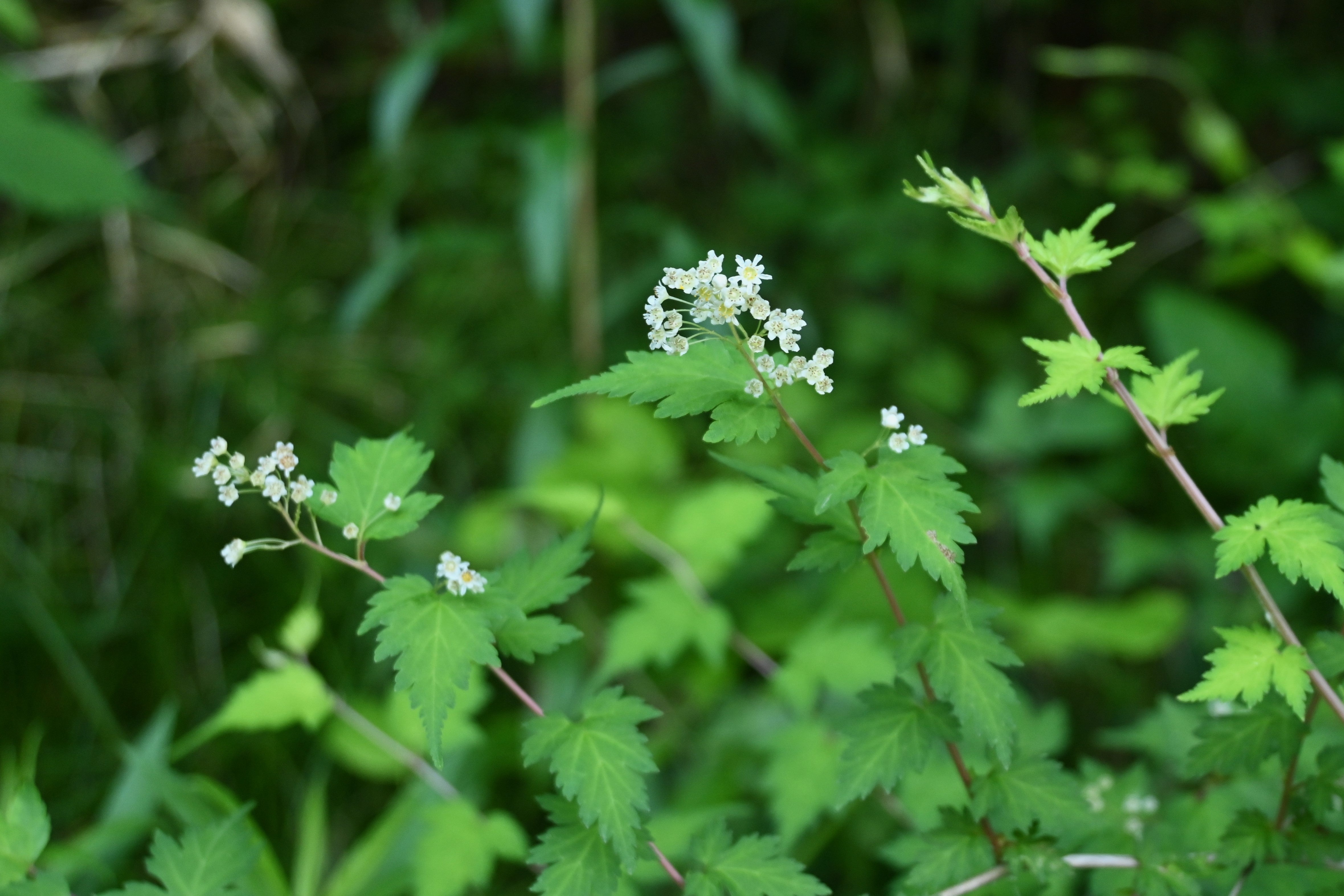 Stephanandra incisa 'Crispa', 20-40 cm (Barrot) – bild 1