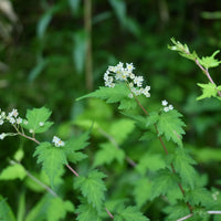 Stephanandra incisa 'Crispa', 20-40 cm (Barrot) – bild 5