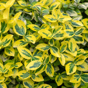 Euonymus fortunei var. radicans 'Emerald 'n' Gold', co (Krukodlad) – bild 1