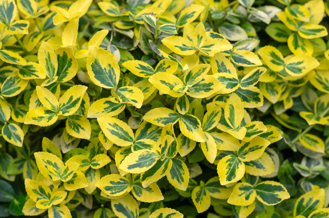 Euonymus fortunei var. radicans 'Emerald 'n' Gold', co (Krukodlad) – bild 1