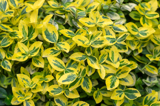 Euonymus fortunei var. radicans 'Emerald 'n' Gold', co (Krukodlad) – bild 1