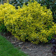 Euonymus fortunei var. radicans 'Emerald 'n' Gold', co (Krukodlad) – bild 2