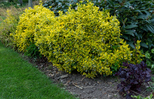 Euonymus fortunei var. radicans 'Emerald 'n' Gold', co (Krukodlad) – bild 2