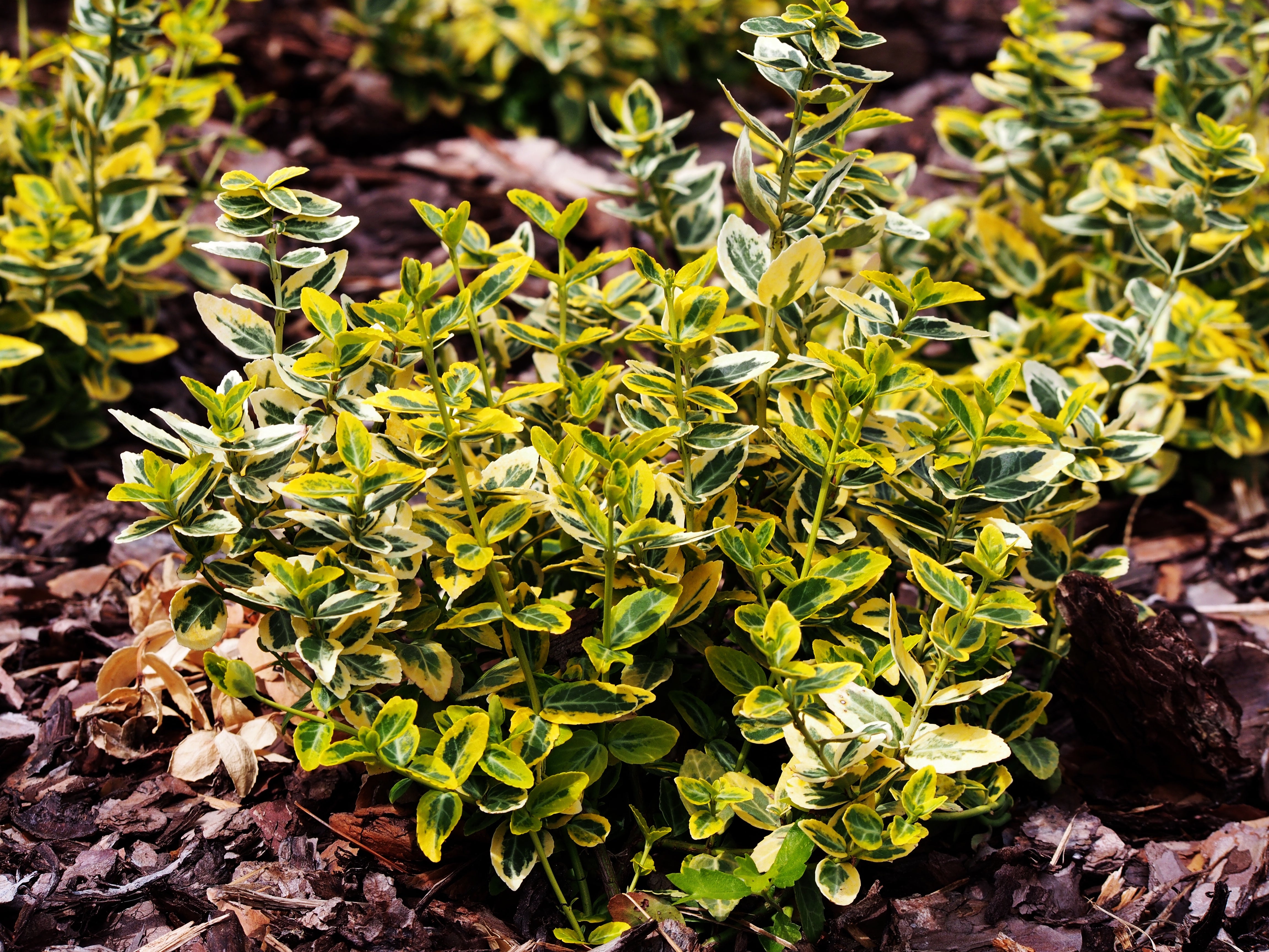 Euonymus fortunei var. radicans 'Emerald 'n' Gold', co (Krukodlad) – bild 1