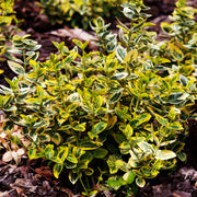 Euonymus fortunei var. radicans 'Emerald 'n' Gold', co (Krukodlad) – bild 3