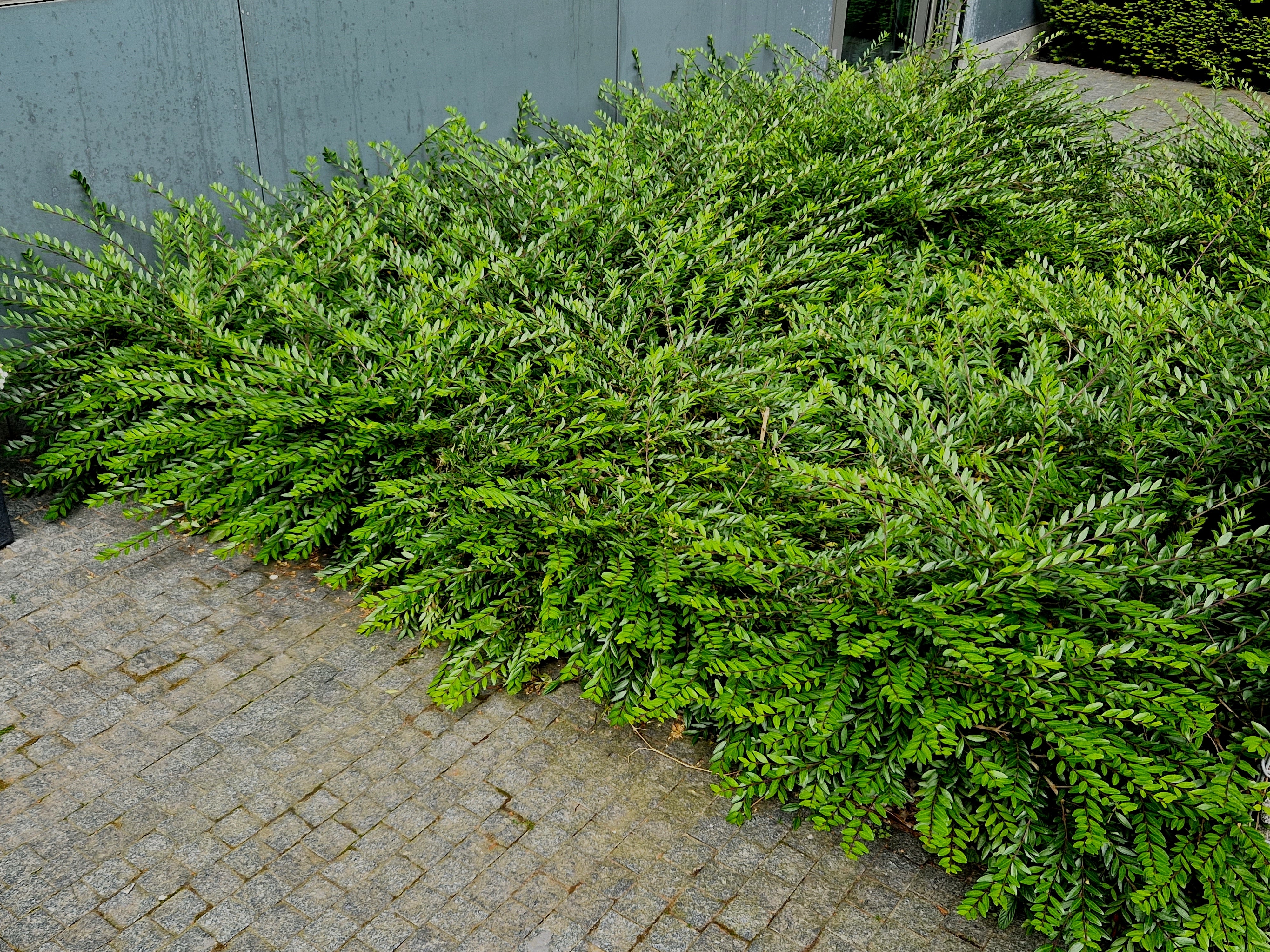Lonicera nitida 'Maigrün', co (Krukodlad) – bild 1