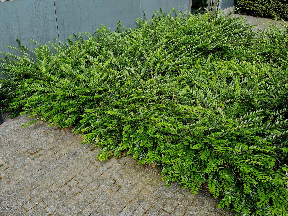 Lonicera nitida 'Maigrün', co (Krukodlad) – bild 1