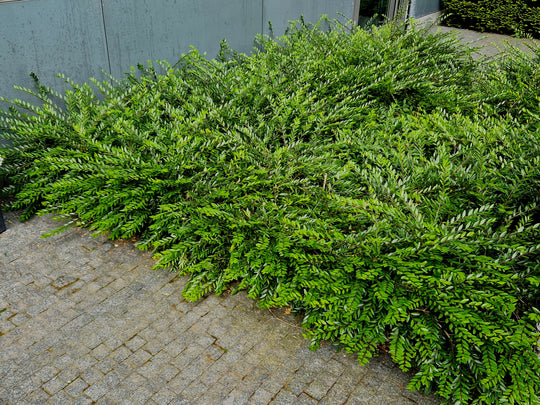 Lonicera nitida 'Maigrün', co (Krukodlad) – bild 1