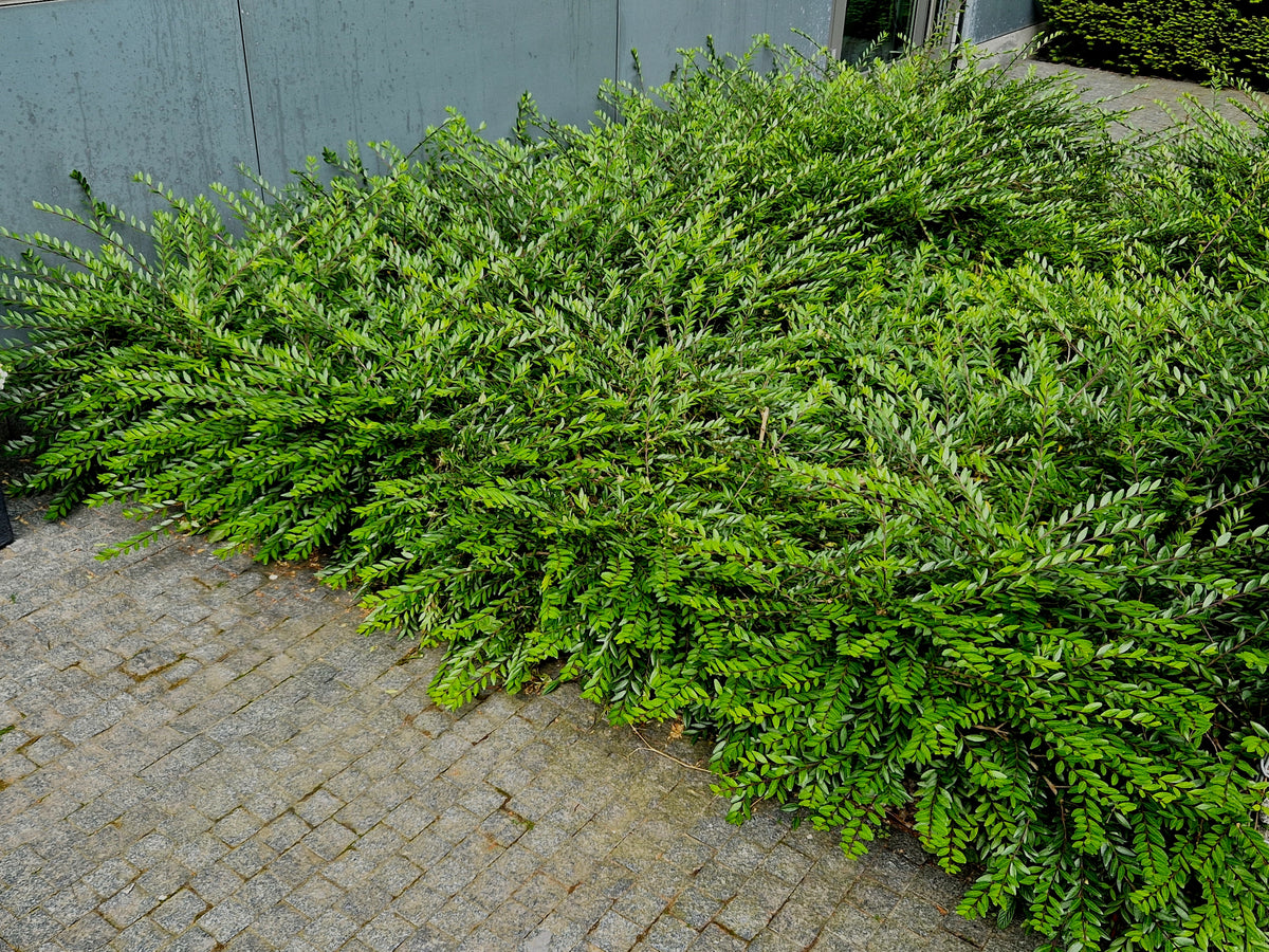 Lonicera nitida 'Maigrün', co (Krukodlad) – bild 1