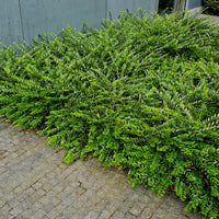 Lonicera nitida 'Maigrün', co (Krukodlad) – bild 1