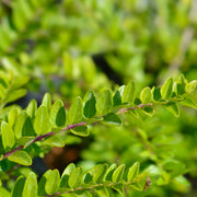Lonicera nitida 'Maigrün', co (Krukodlad) – bild 2
