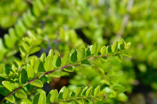Lonicera nitida 'Maigrün', co (Krukodlad) – bild 2