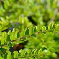 Lonicera nitida 'Maigrün', co (Krukodlad) – bild 2