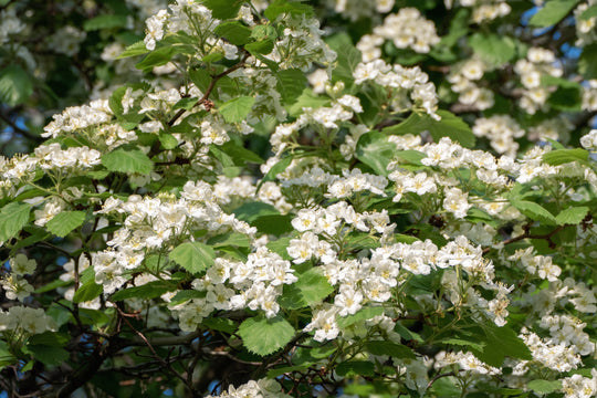 Crataegus intricata, 60-100 cm (Barrot) – bild 2