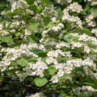Crataegus intricata, 60-100 cm (Barrot) – bild 2