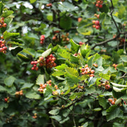 Crataegus intricata, 60-100 cm (Barrot) – bild 3