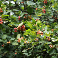 Crataegus intricata, 60-100 cm (Barrot) – bild 3