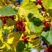 Crataegus intricata, 60-100 cm (Barrot) – bild 4