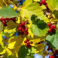 Crataegus intricata, 60-100 cm (Barrot) – bild 4