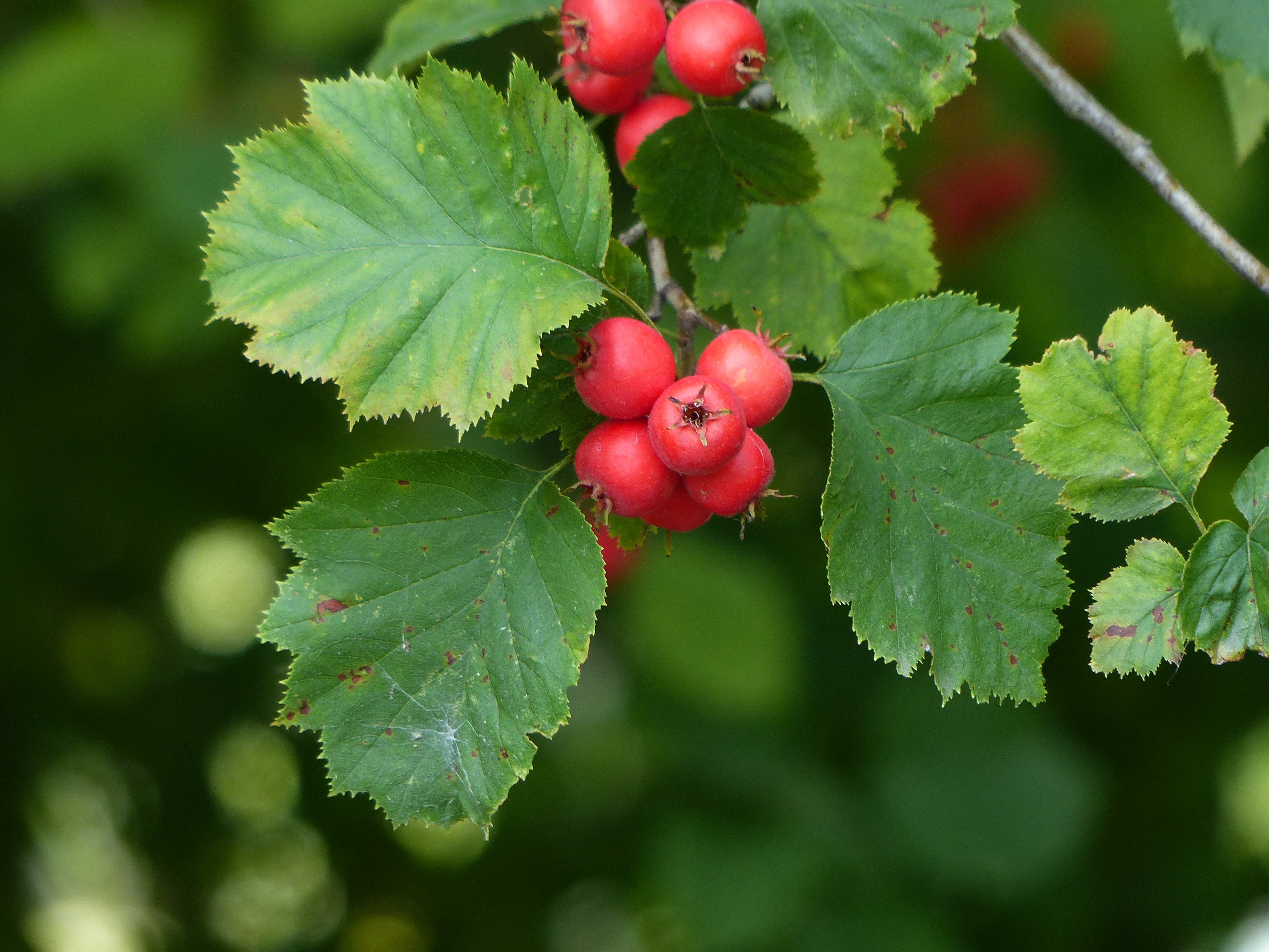 Crataegus intricata, 60-100 cm (Barrot) – bild 1