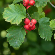 Crataegus intricata, 60-100 cm (Barrot) – bild 5