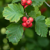 Crataegus intricata, 60-100 cm (Barrot) – bild 5