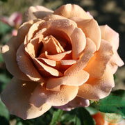 Rosa KOKO LOKO