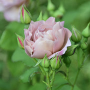 Rosa KOKO LOKO