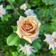 Rosa KOKO LOKO