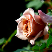 Rosa KOKO LOKO