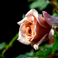 Rosa KOKO LOKO