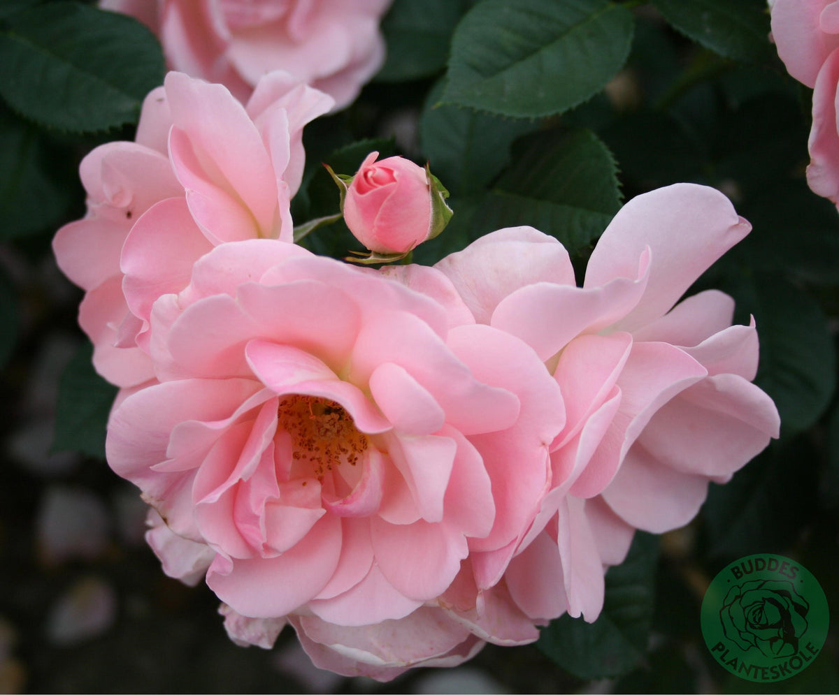 Rosa ASTRID LINDGREN®