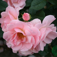 Rosa ASTRID LINDGREN®