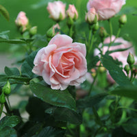 Rosa ASTRID LINDGREN®