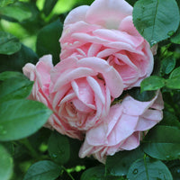 Rosa ASTRID LINDGREN®