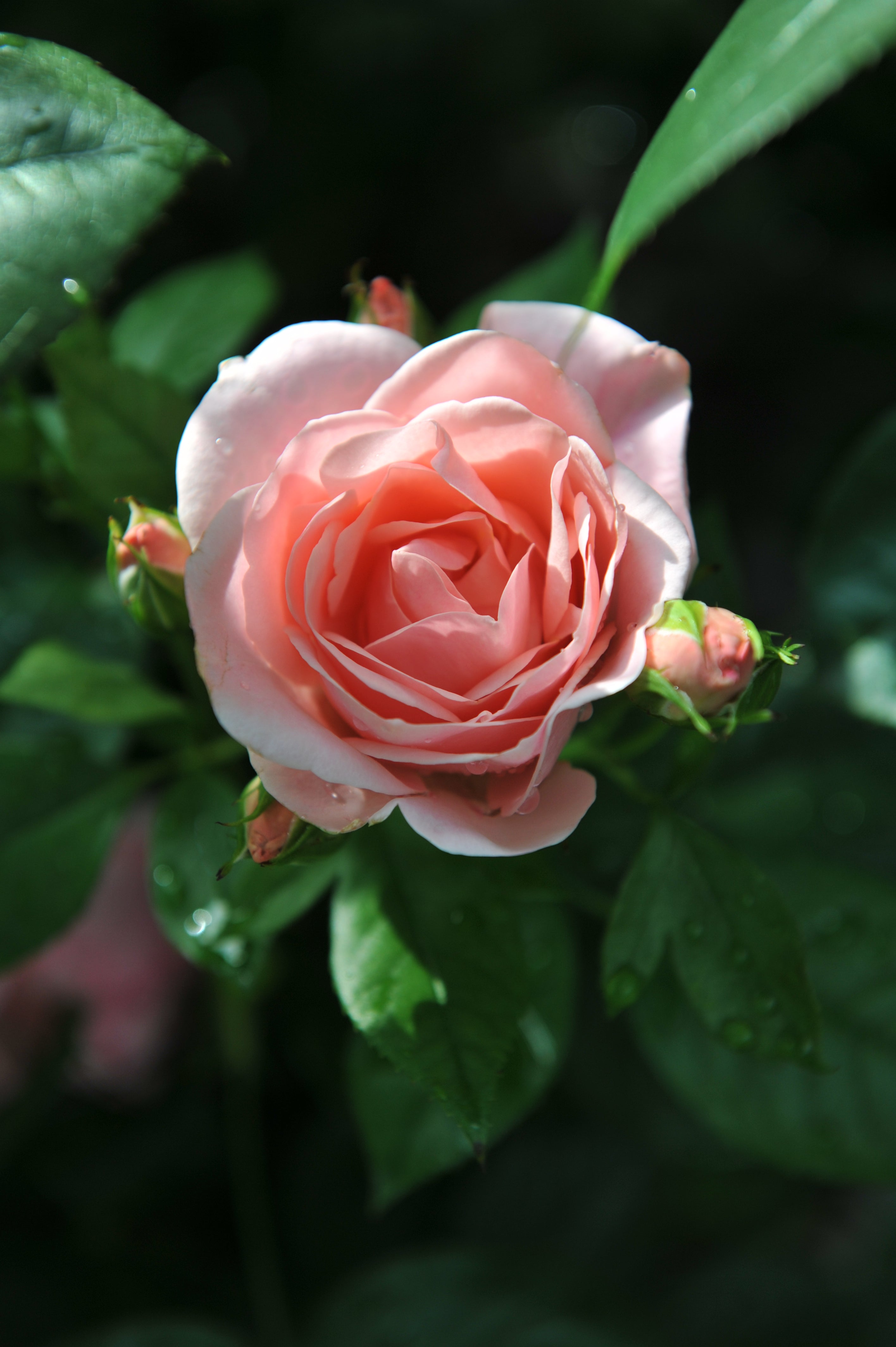 Rosa ASTRID LINDGREN®