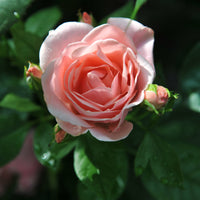 Rosa ASTRID LINDGREN®