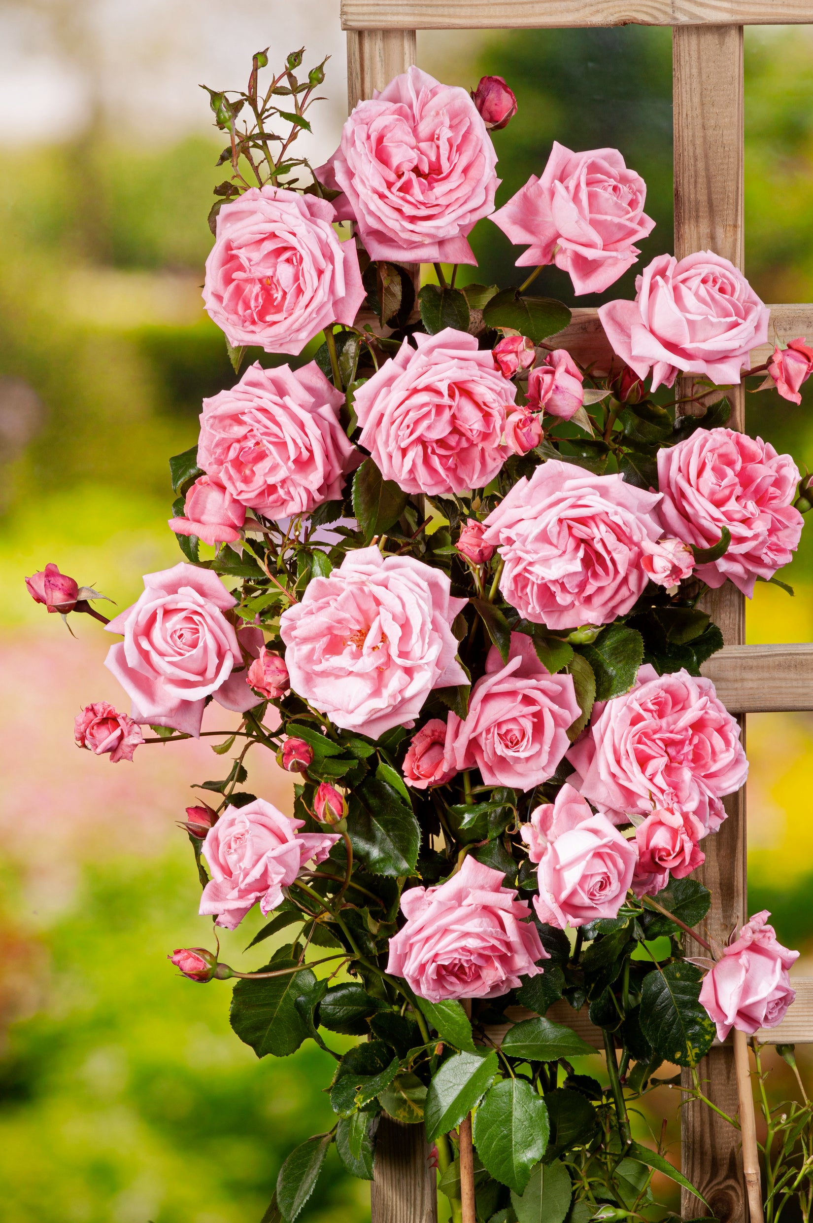 Rosa 'Coral Dawn'