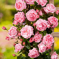 Rosa 'Coral Dawn'