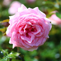 Rosa 'Coral Dawn'