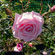 Rosa 'Coral Dawn'